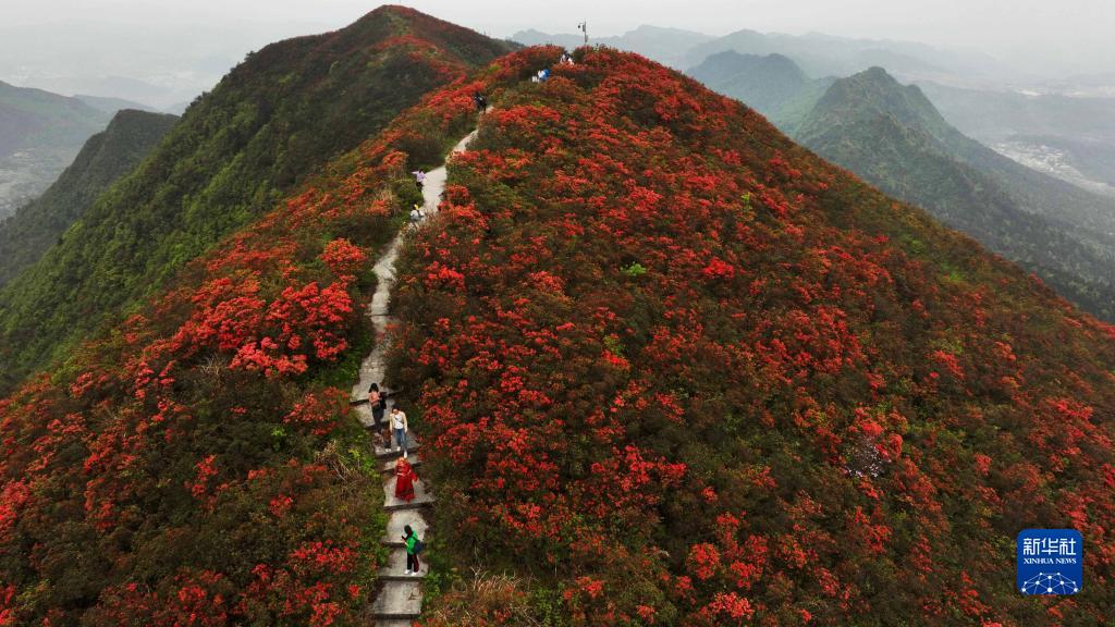 贵州丹寨龙泉山：杜鹃花海景致美