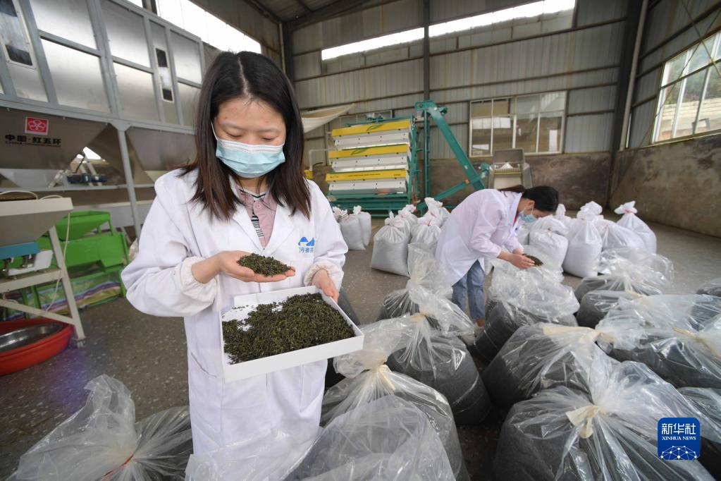 贵州丹寨：采茶制茶忙