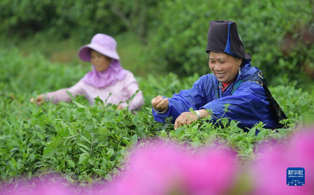 贵州丹寨：采茶制茶忙