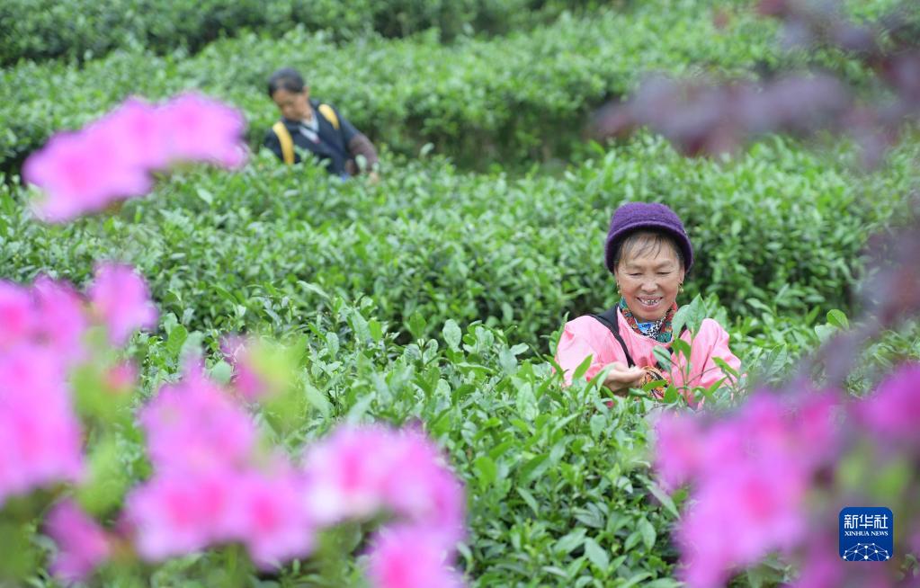 贵州丹寨：采茶制茶忙