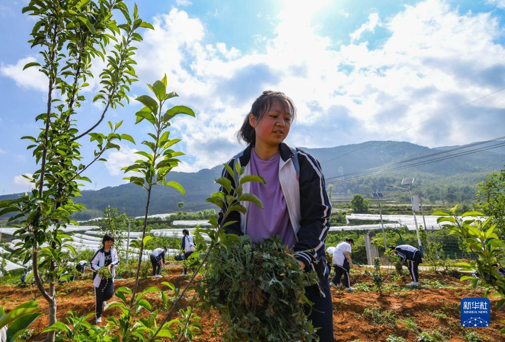 山野间的快乐劳动课