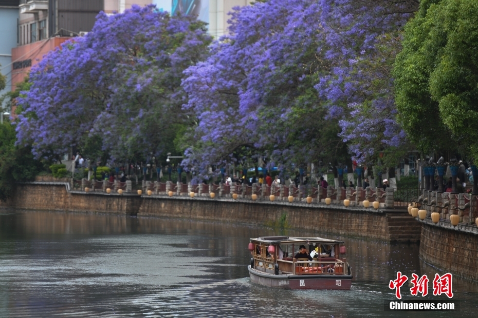 昆明蓝花楹进入盛花期 民众乘船观赏