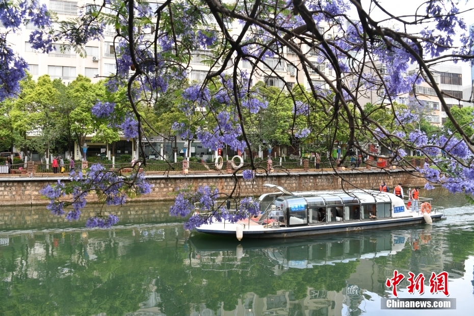 昆明蓝花楹进入盛花期 民众乘船观赏