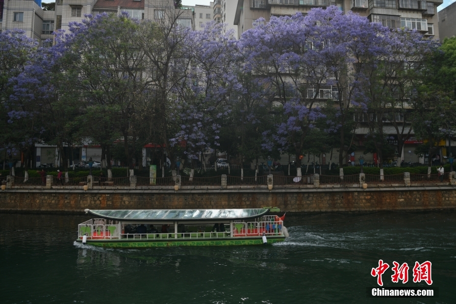 昆明蓝花楹进入盛花期 民众乘船观赏