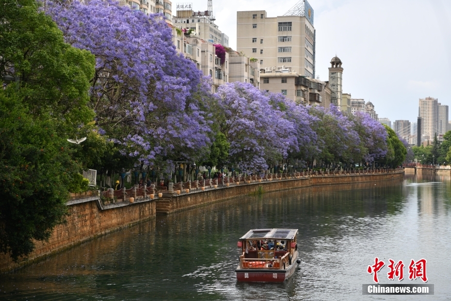 昆明蓝花楹进入盛花期 民众乘船观赏