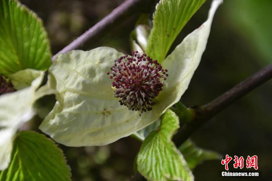 四川古蔺：植物界“活化石”珙桐盛开