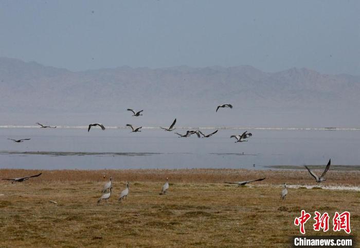 新疆巴里坤湿地迎来众多游客