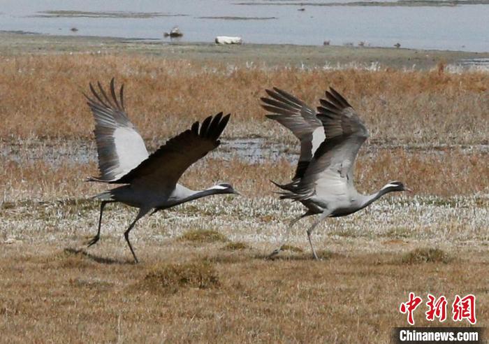 新疆巴里坤湿地迎来众多游客