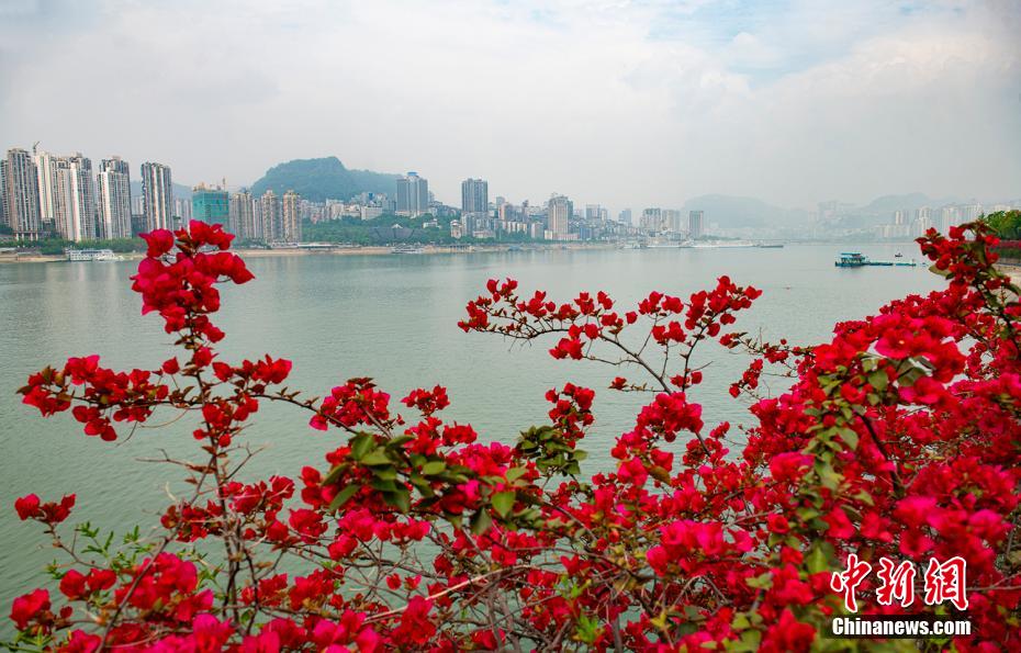 三峡库区万州百万株三角梅染红长江之滨