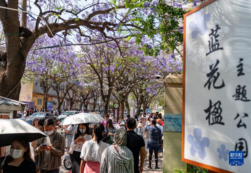 蓝花楹绽放：春城昆明的“花式浪漫”