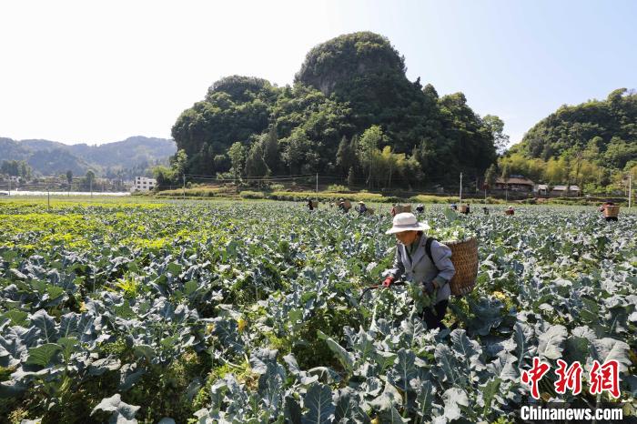 贵州江口西兰花迎丰收 菜农收割忙