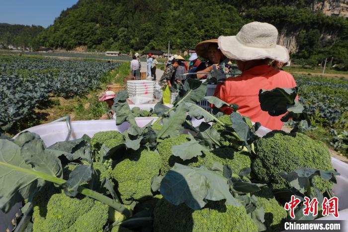 贵州江口西兰花迎丰收 菜农收割忙