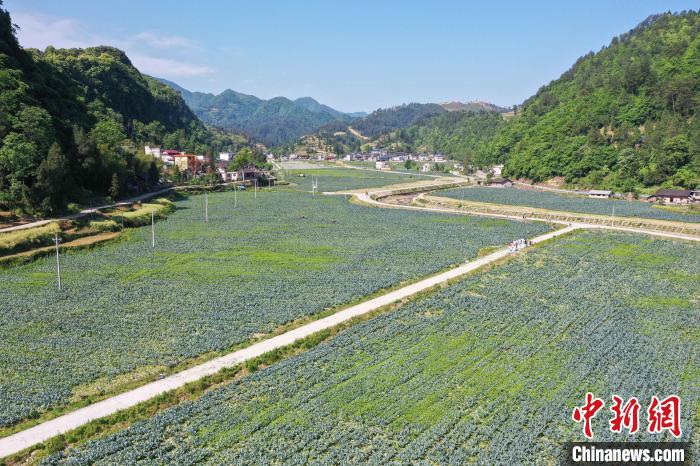 贵州江口西兰花迎丰收 菜农收割忙