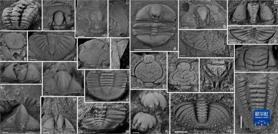 中国科学家首次在滇东北发现4亿多年前古生物“避难所”