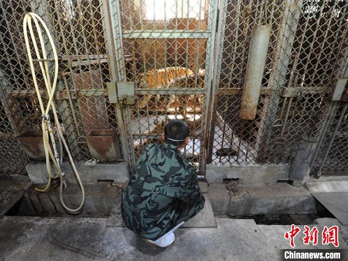 长春“虎爸”：疫情期间与虎为伴