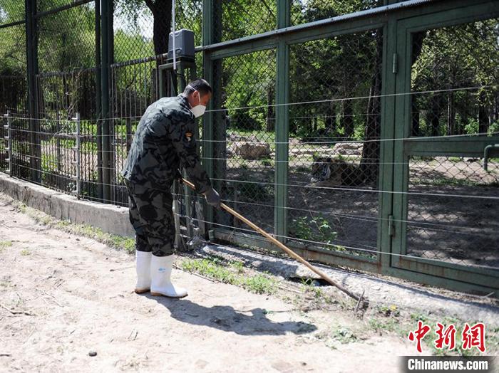 欧景芳每天都要清扫圈舍，他认为这样便于拉近与猛兽之间的感情。　刘栋 摄