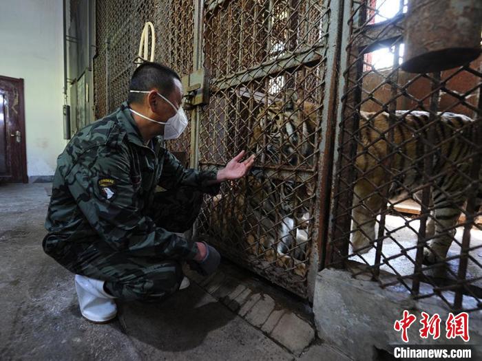 欧景芳经常会与老虎互动，这是与老虎增进感情的方法之一。　刘栋 摄