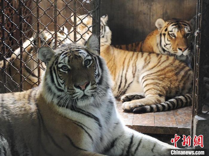 欧景芳的“毛孩子” 刘栋 摄