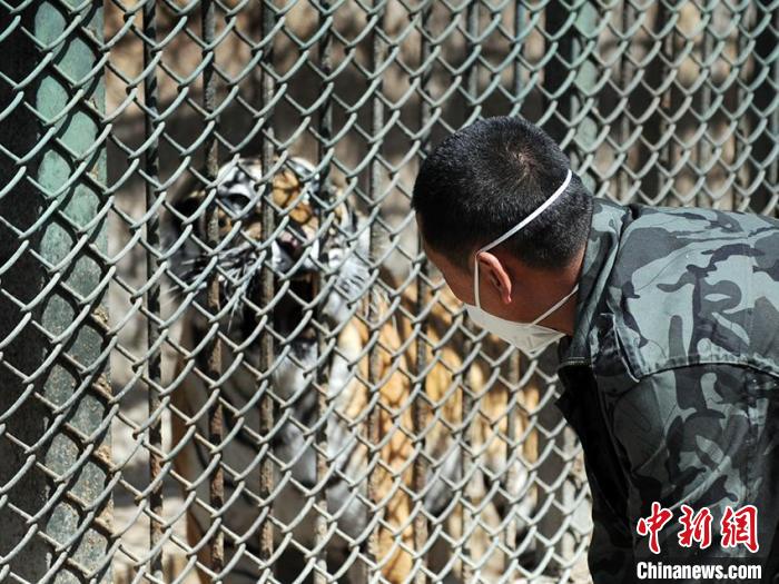 欧景芳说，老虎就是他的“毛孩子”。图为欧景芳正在与老虎互动。　刘栋 摄