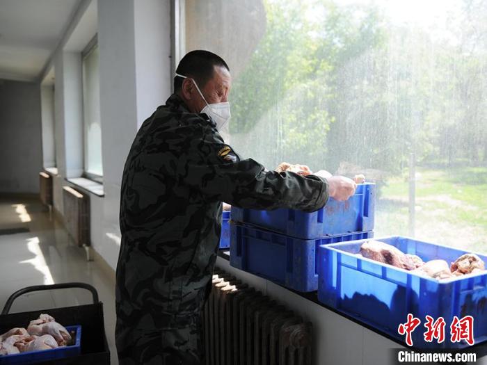 欧景芳正在搬运鸡肉准备投喂。　刘栋 摄