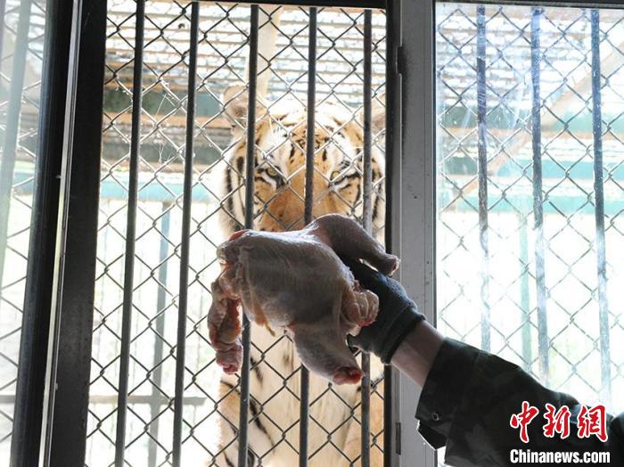 欧景芳正在给老虎投喂食物 刘栋 摄