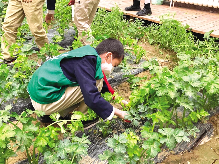 今秋，中小学将新添劳动课 甘肃兰州家长反应如何？记者进行了走访