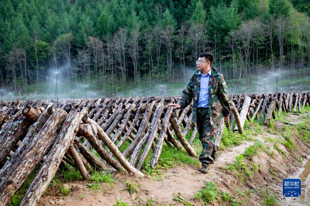 甘肃天水：小小木耳兴山乡