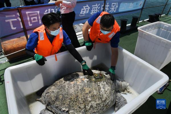 青岛：海龟放归大海