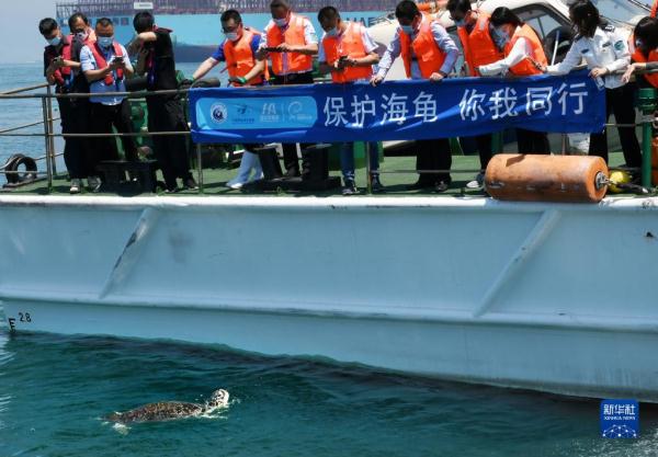 青岛：海龟放归大海