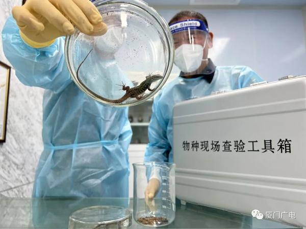 首次！8只活体蜥蜴惊现集装箱！厦门海关发现......