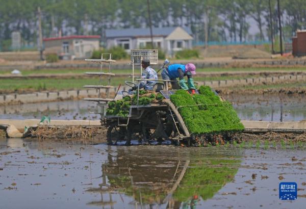 黑土地上播种忙 辽宁农作物播种进度近八成