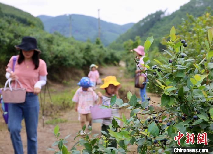 广西民众在高山蓝莓园体验“蓝莓自由”