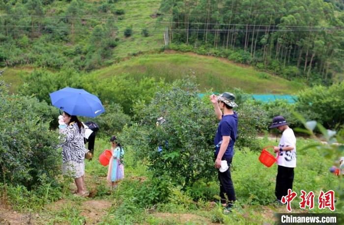 广西民众在高山蓝莓园体验“蓝莓自由”