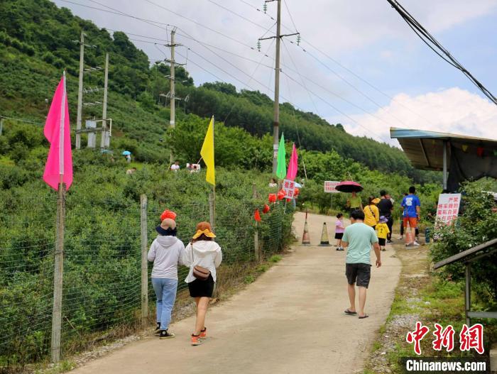 广西民众在高山蓝莓园体验“蓝莓自由”