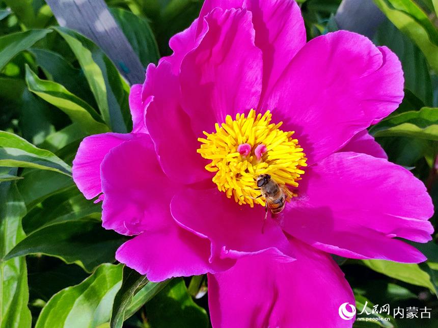 内蒙古和林格尔县：芍药花开迎客来