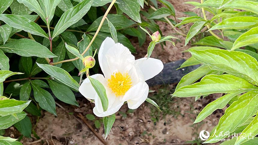 内蒙古和林格尔县：芍药花开迎客来