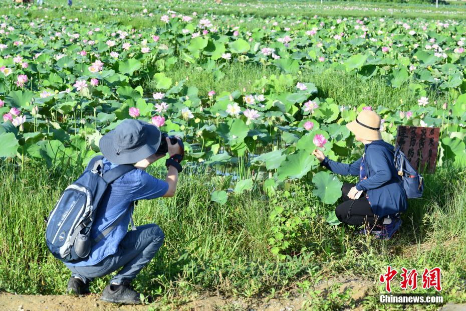 端午假期海口百亩荷花绽放引客来