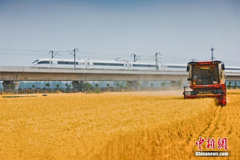 河南南阳：穿过金色麦田的火车