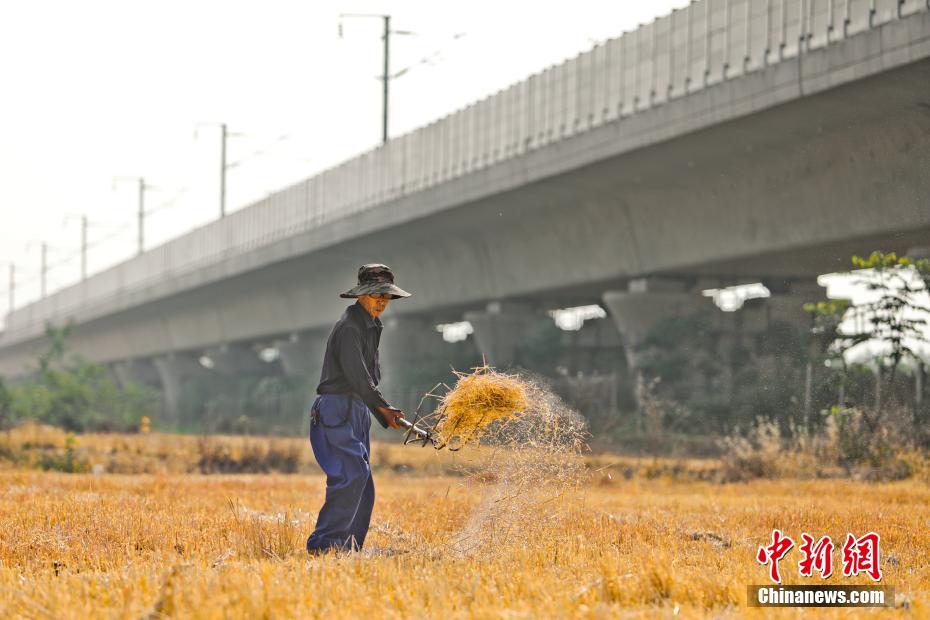 河南南阳：穿过金色麦田的火车