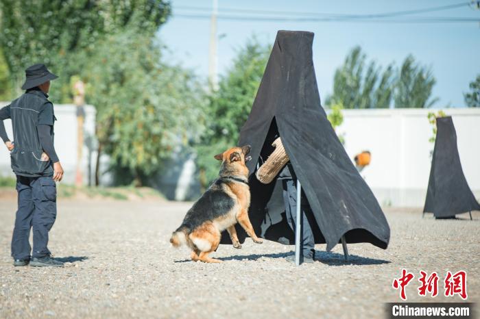 新疆带犬民警与“无言战友”的端午节