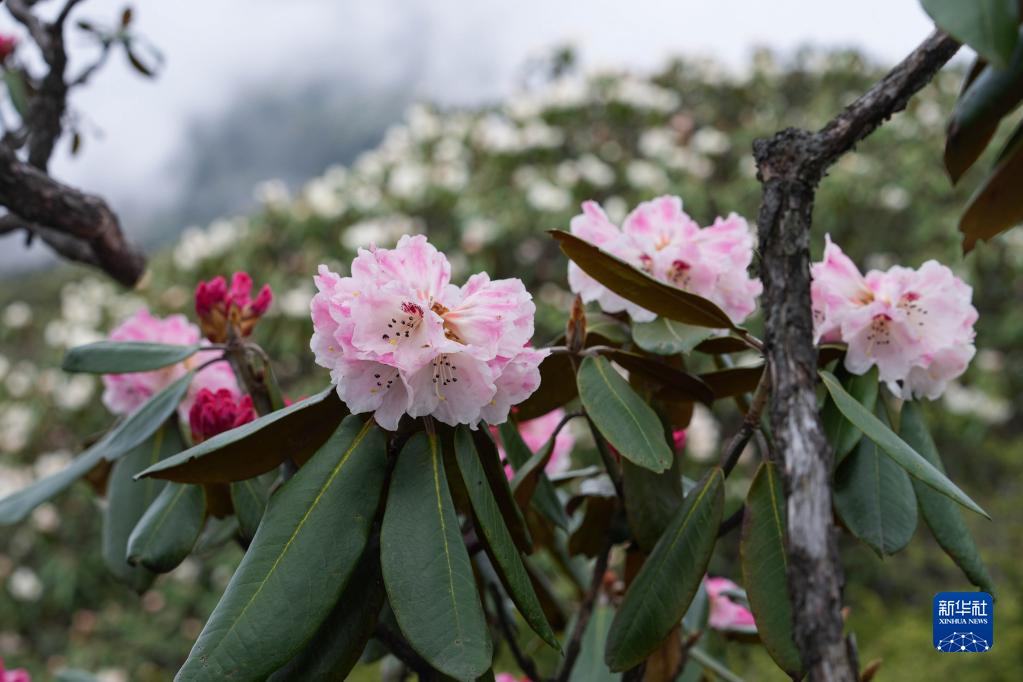 四川成都：杜鹃花开龙门山