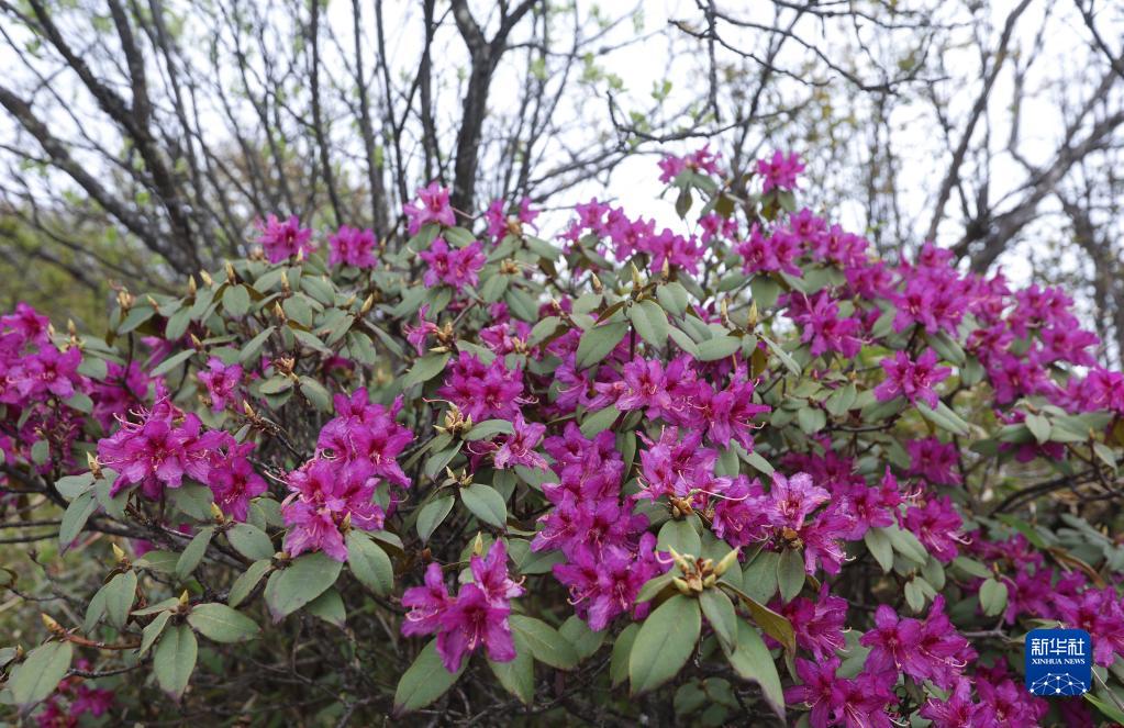 四川成都：杜鹃花开龙门山