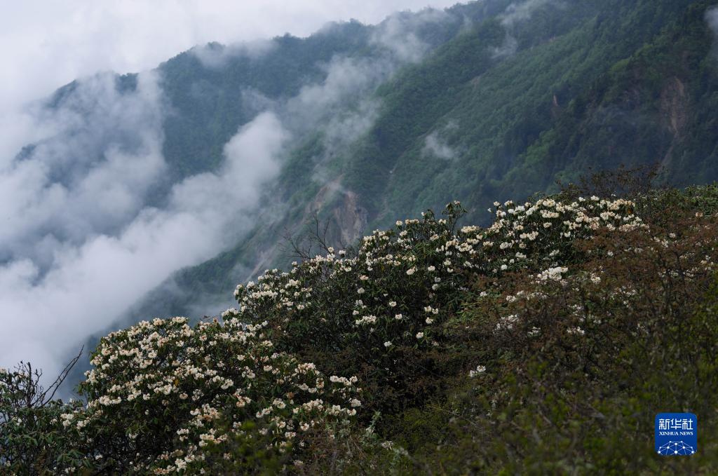 四川成都：杜鹃花开龙门山