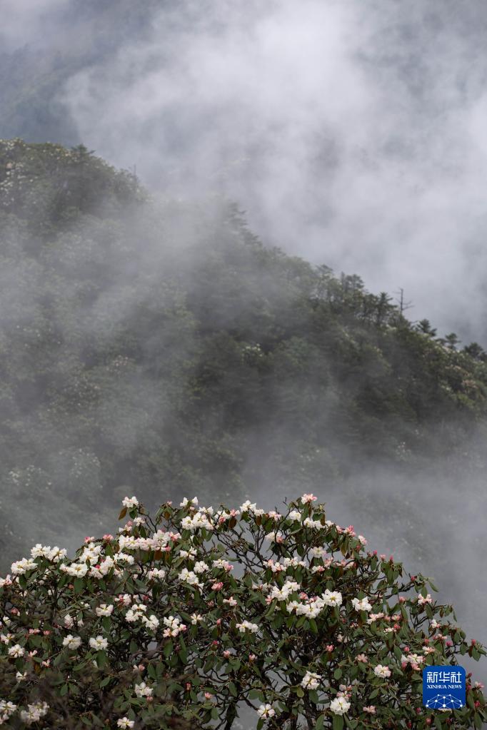 四川成都：杜鹃花开龙门山