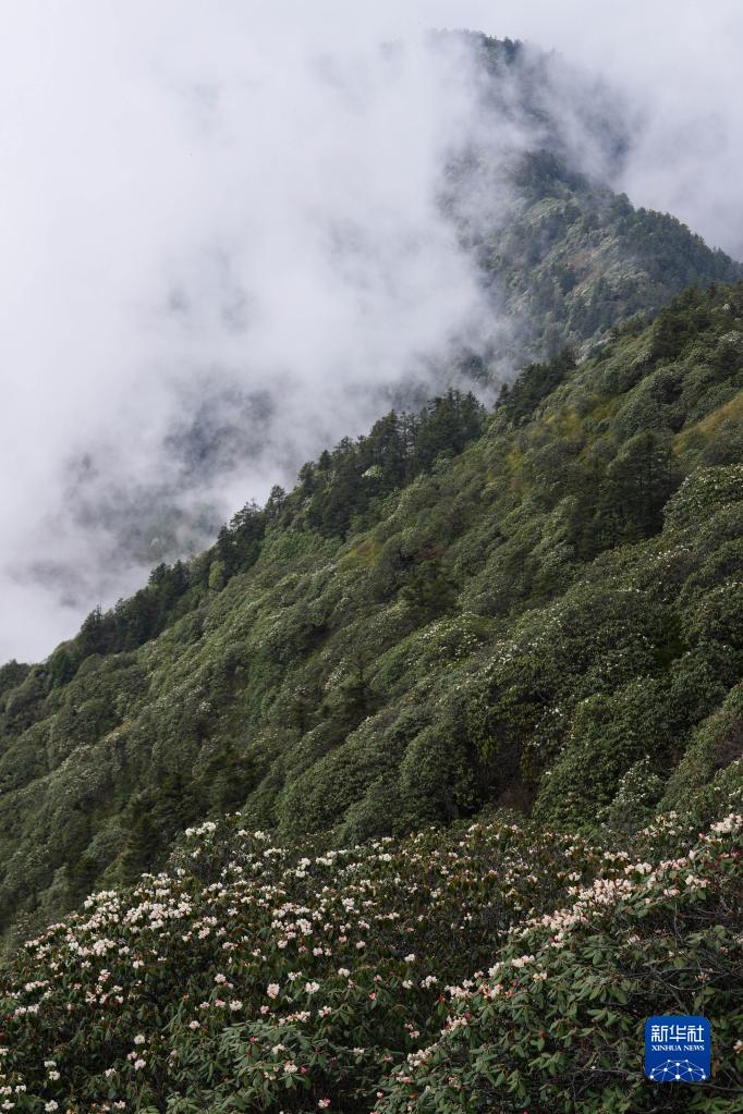 四川成都：杜鹃花开龙门山