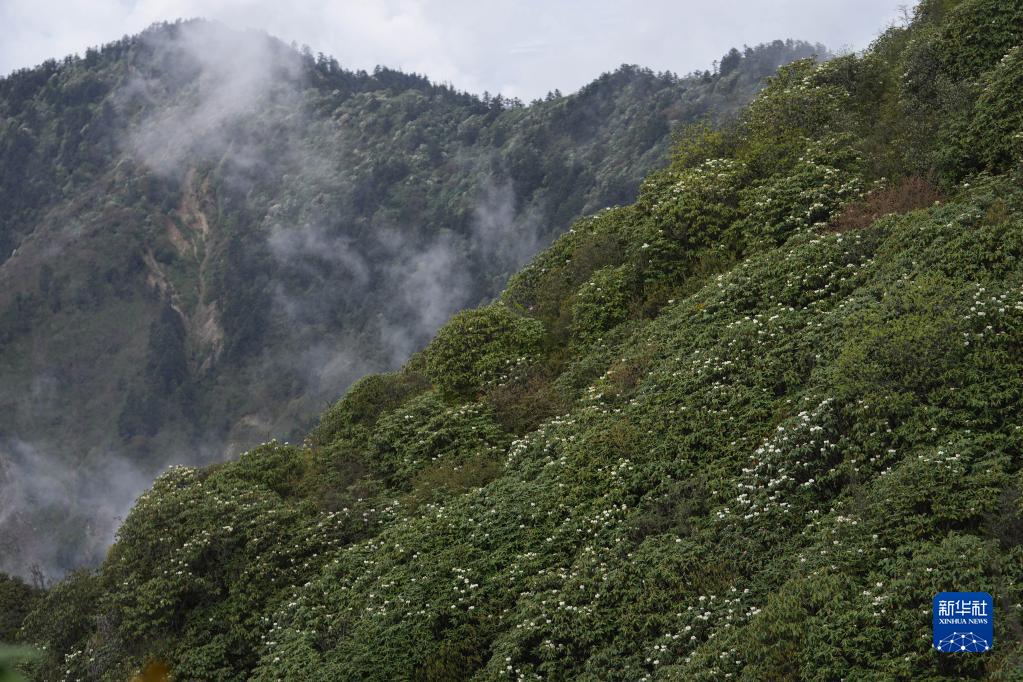 四川成都：杜鹃花开龙门山