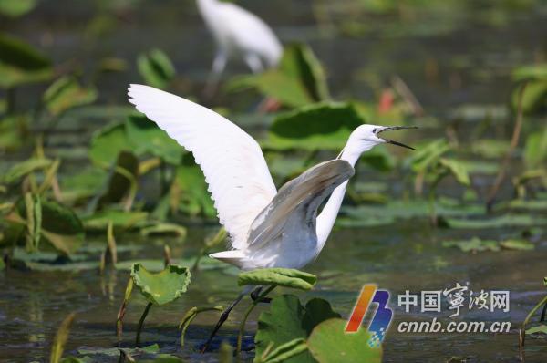 浙江宁波：白鹭栖息东钱湖