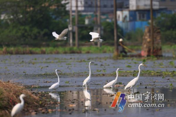 浙江宁波：白鹭栖息东钱湖