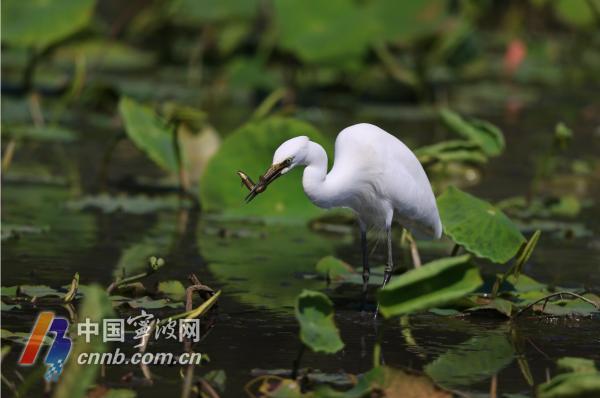 浙江宁波：白鹭栖息东钱湖