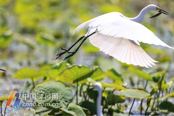 浙江宁波：白鹭栖息东钱湖